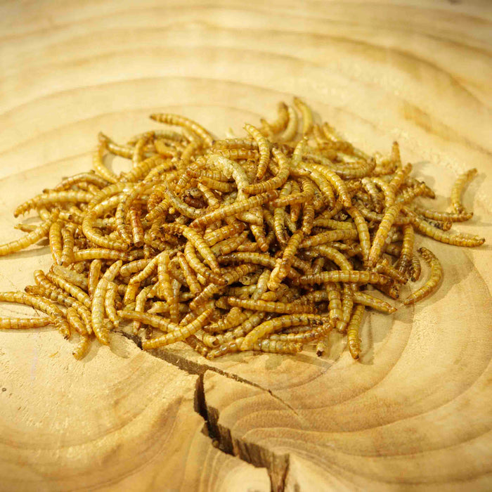 Wild Bird Dried Protein Worms 1.2kg